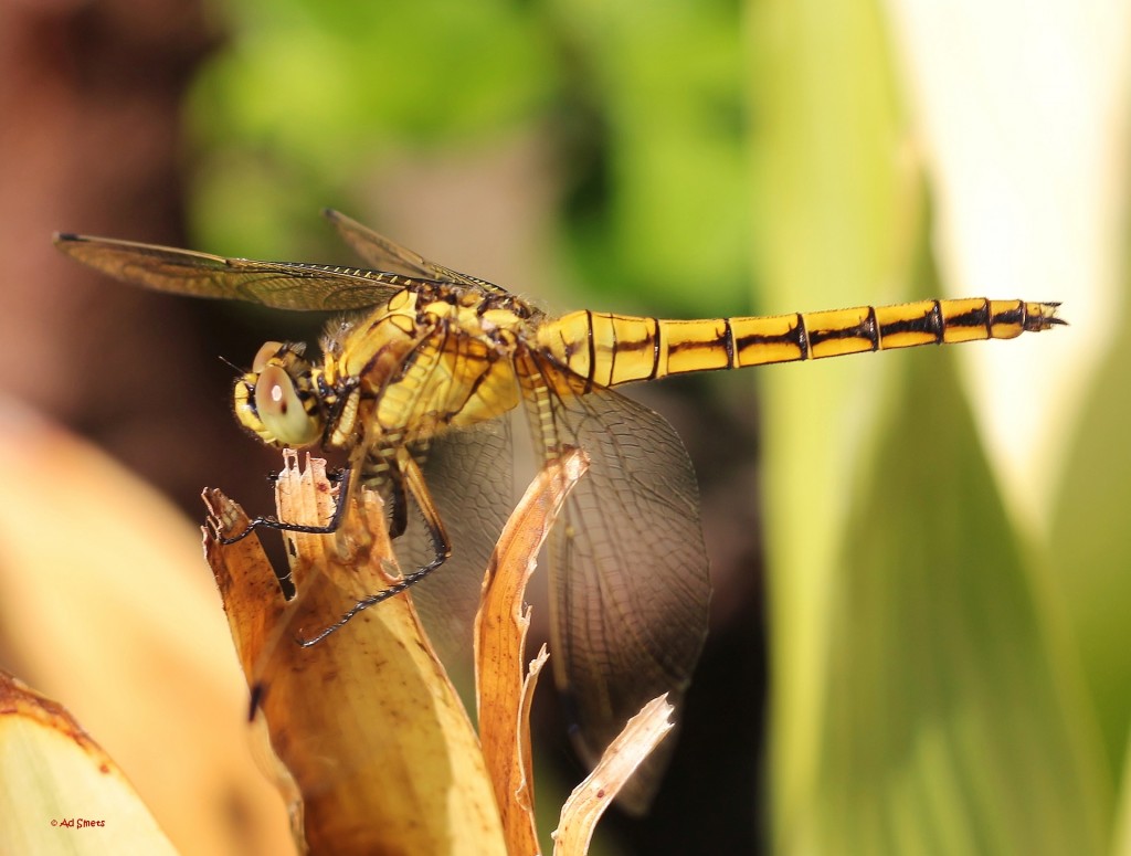 libelle_ad smets_1238