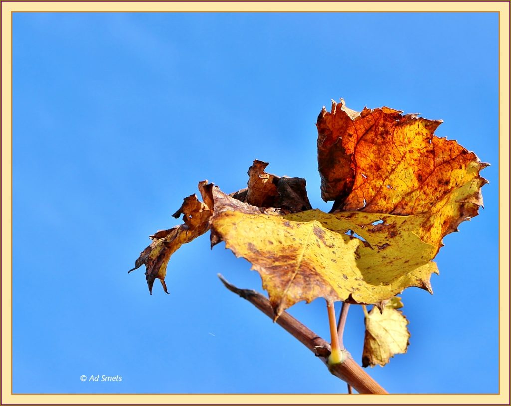 ad-smets_4311