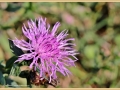 bloem_5706_il-tramonto