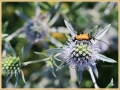insect_ad-smets_8885